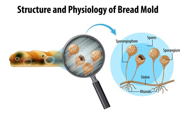 Estructura y fisiología del moho del pan.