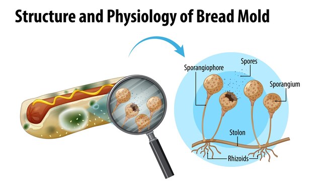 Estructura y fisiología del moho del pan.