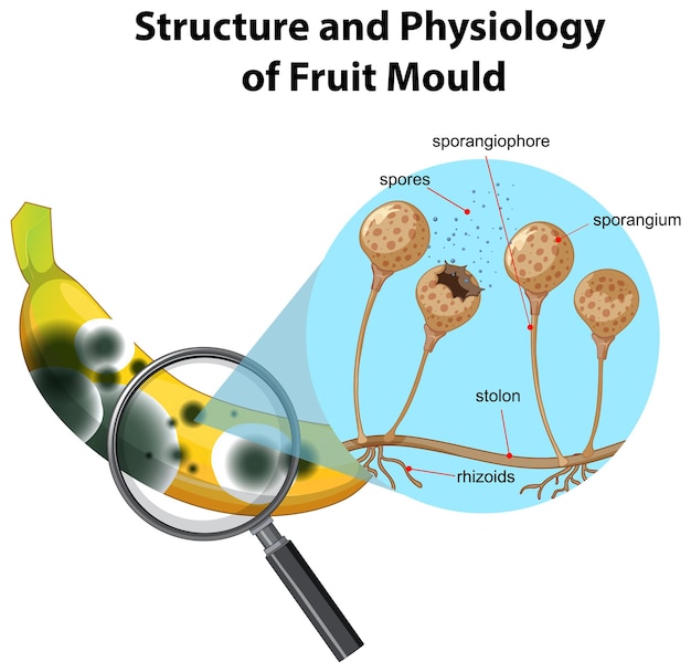 Estructura y fisiología del moho del plátano.