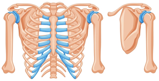 Vector gratuito estructura de los huesos del hombro.