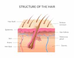 Vector gratuito estructura de la infografía del cabello.