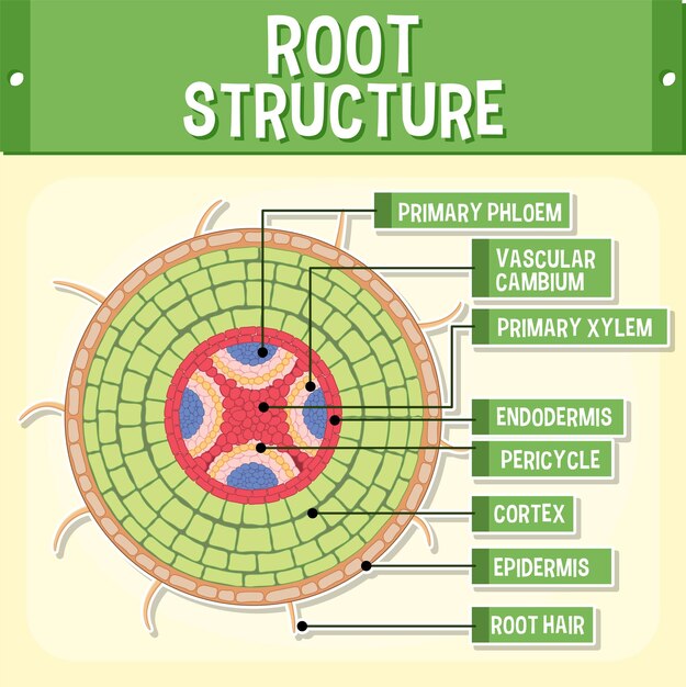 Estructura interna del diagrama raíz