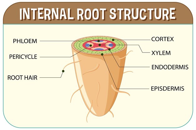Estructura interna del diagrama raíz