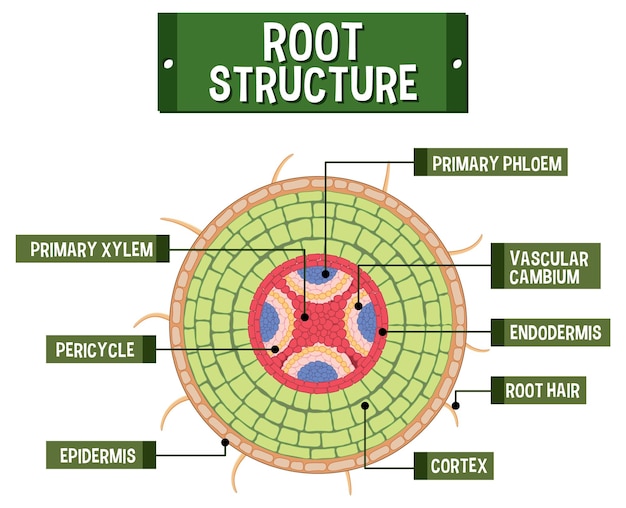 Estructura interna del diagrama raíz