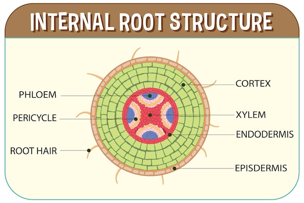 Estructura interna del diagrama raíz