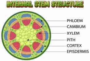 Vector gratuito estructura interna del diagrama de tallo