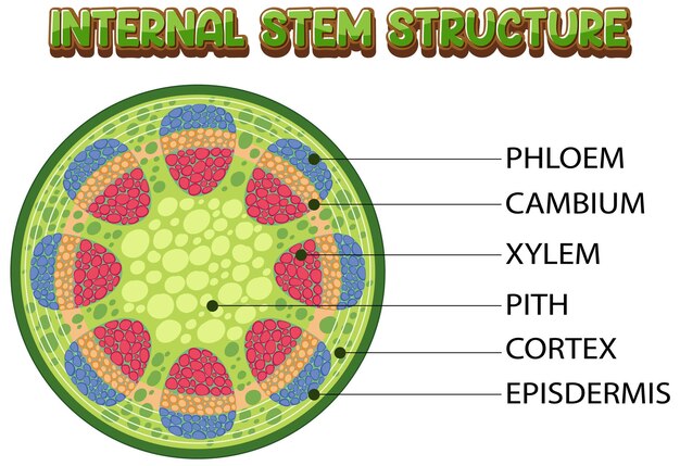 Estructura interna del diagrama de tallo