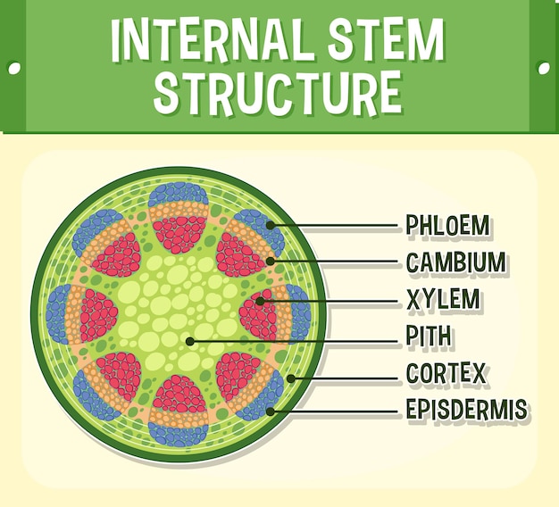 Vector gratuito estructura interna del diagrama de tallo