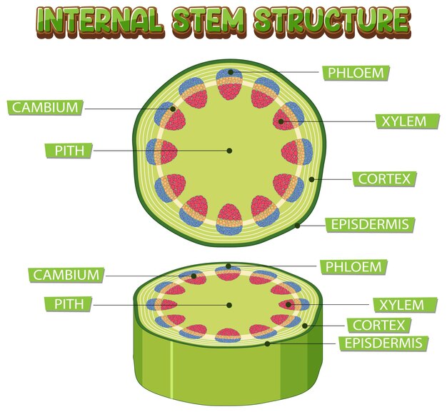 Estructura interna del diagrama de tallo