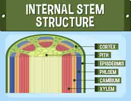 Vector gratuito estructura interna del diagrama de tallo