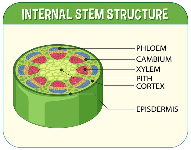 Estructura interna del diagrama de tallo