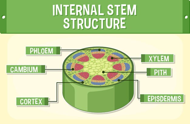 Estructura interna del diagrama del tallo