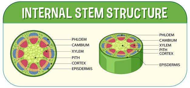 Vector gratuito estructura interna del diagrama del tallo