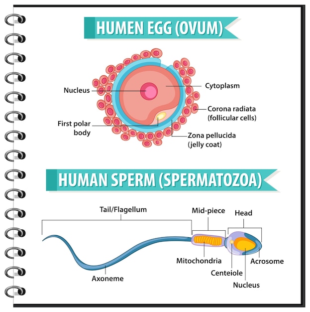 Estructura de óvulo u óvulo humano y esperma humano o espermatazoos para infografía de educación sanitaria