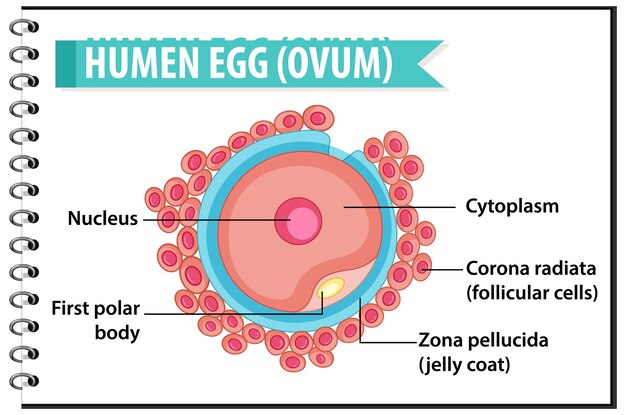 Estructura de óvulo u óvulo humano para infografía de educación sanitaria