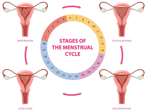 Vector gratuito etapas del ciclo menstrual