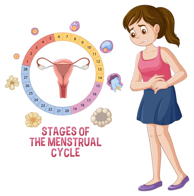 Etapas del ciclo menstrual