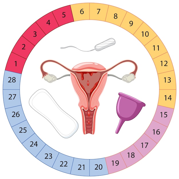 Etapas del ciclo menstrual