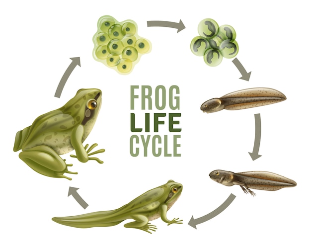 Etapas del ciclo de vida de la rana conjunto realista con animales adultos fertilizados huevos jalea masa renacuajo rana