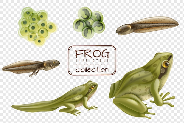Vector gratuito etapas del ciclo de vida de la rana conjunto realista con animales adultos fertilizados huevos rana renacuajo transparente