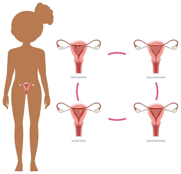 Vector gratuito etapas del concepto de ciclo menstrual