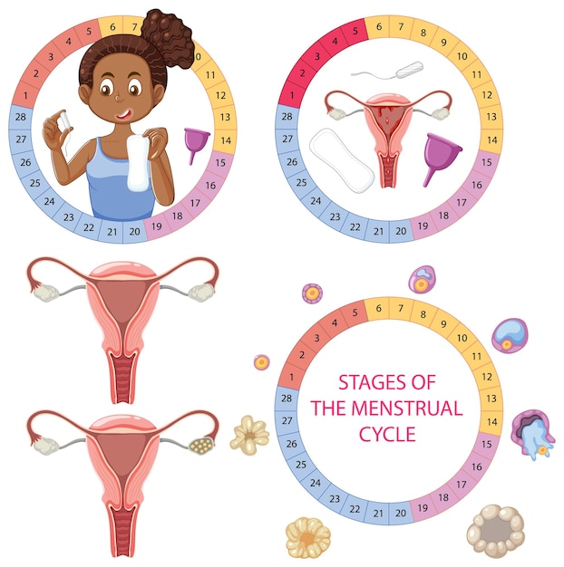 Vector gratuito etapas del concepto de ciclo menstrual