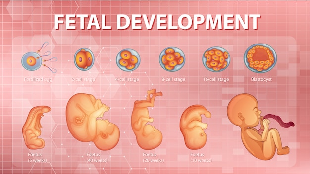 Etapas del desarrollo embrionario humano