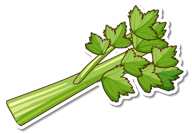 Vector gratuito etiqueta engomada de la hierba de cilantro sobre fondo blanco