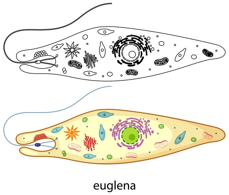 Vector gratuito euglena en color y doodle sobre fondo blanco.