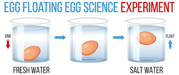 Experimento científico con huevos de prueba para la frescura.