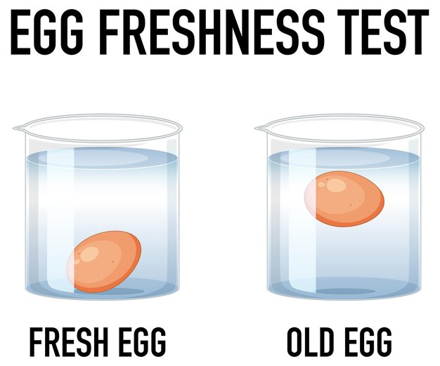 Experimento científico con huevos de prueba para la frescura.