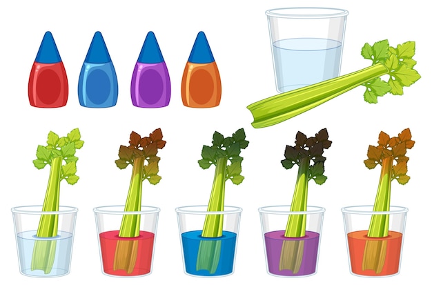 Experimento educativo de ciencia infográfica con tallo de apio y color