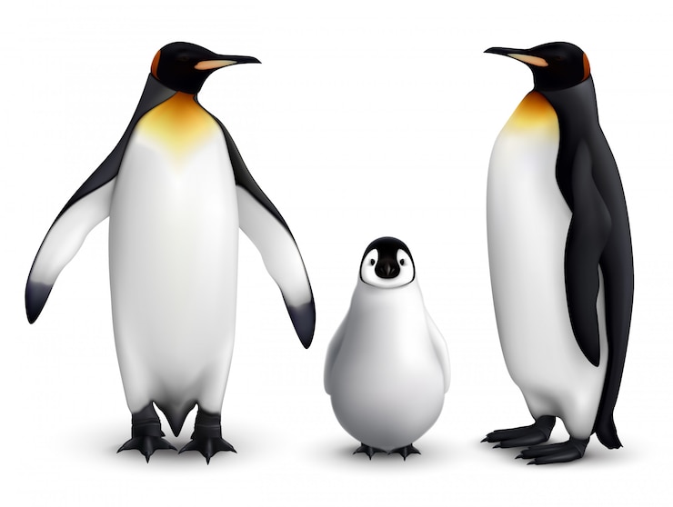 Vector gratuito familia de pingüinos rey con pollito imagen realista de primer plano con aves adultas vista delantera y lateral