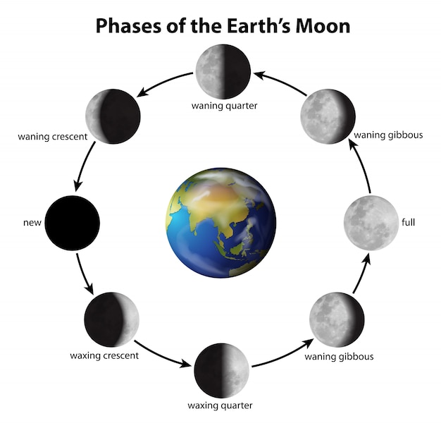 Vector gratuito fases de la luna