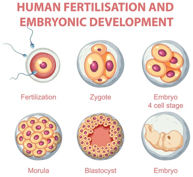Fertilización humana y desarrollo embrionario en infografía humana.