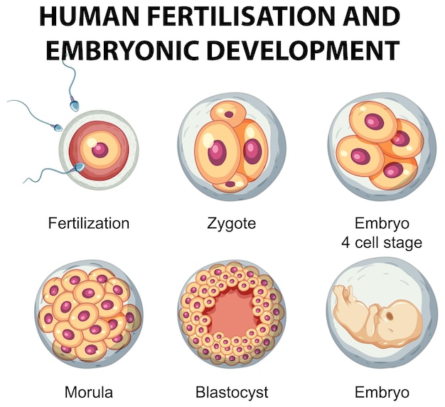 Fertilización humana y desarrollo embrionario en infografía humana.