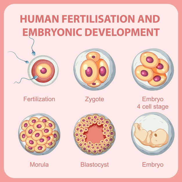 Vector gratuito fertilización humana desarrollo embrionario en infografía humana.