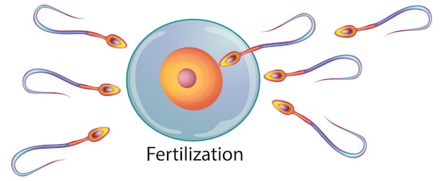 Fertilización del óvulo por el espermatozoide