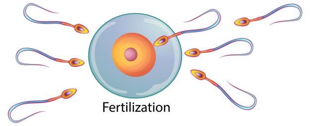 Fertilización del óvulo por el espermatozoide