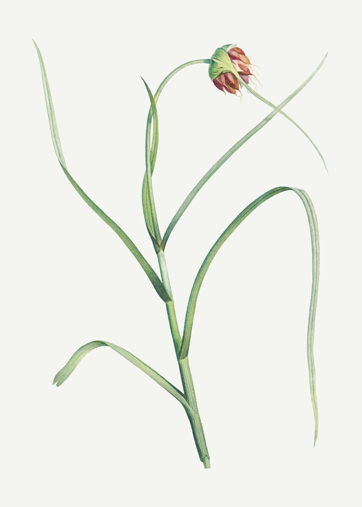 Vector gratuito flor de ajo en flor