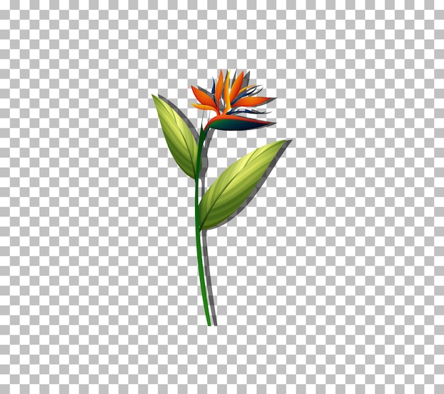 Vector gratuito flor ave del paraíso sobre fondo transparente