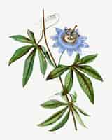 Vector gratuito flor azul pasionaria
