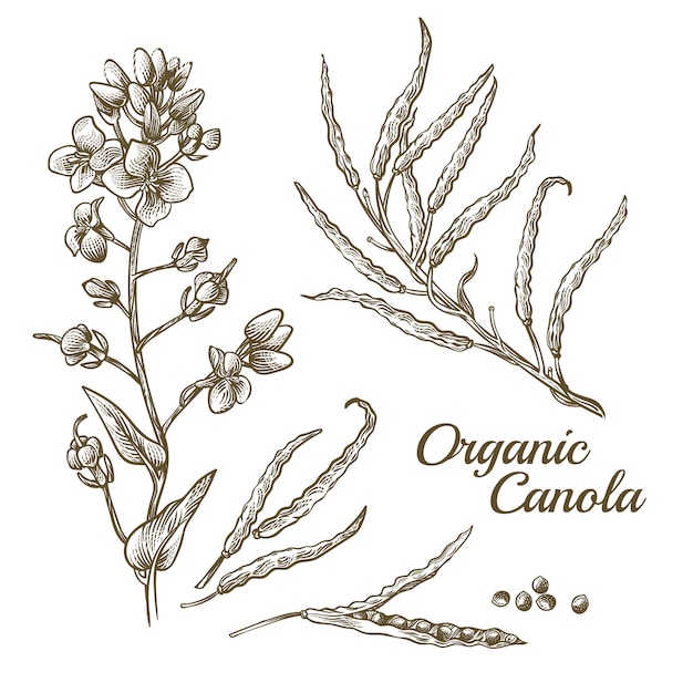 Vector gratuito flor de canola orgánica con ilustración de rama
