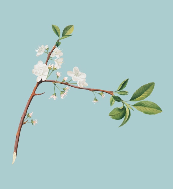 Flor de ciruela de pomona italiana ilustración