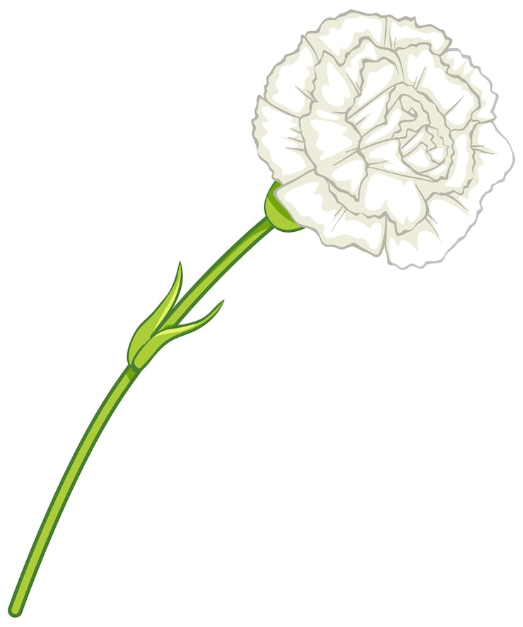 Vector gratuito flor de clavel blanco en estilo de dibujos animados aislado