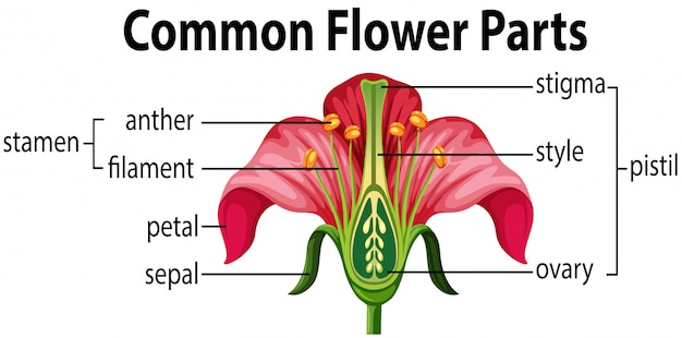 Una flor común partes