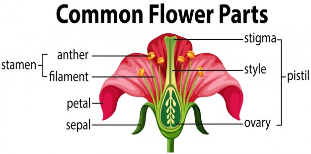 Una flor común partes