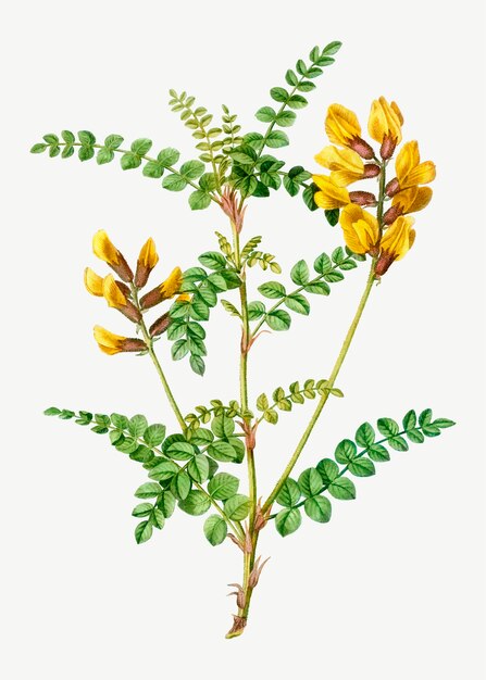 Flor de Cytisus Wolgaricus amarilla