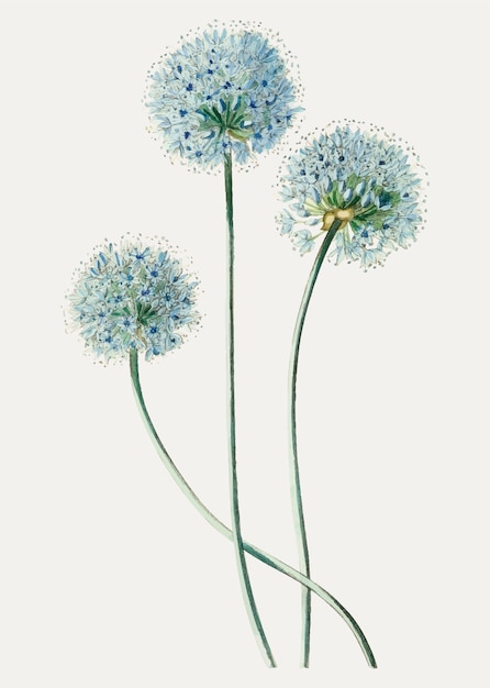 La flor del diente de león