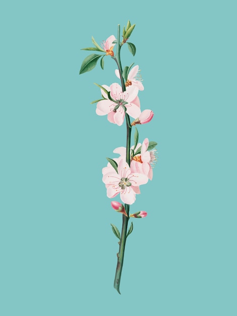 Flor de durazno de la ilustración de pomona italiana